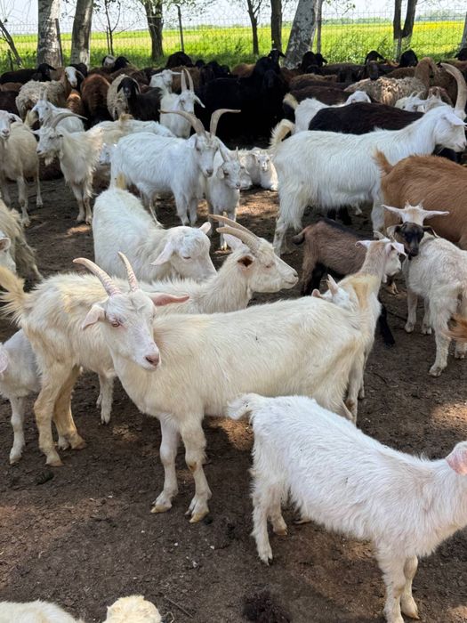 Zanin zotli sutga boqiladigan echkilar soni 60 ta Narxi 4 mln dan