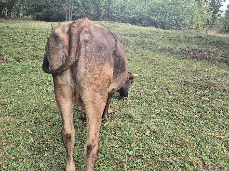 Vand Vaca tanara, gestanta