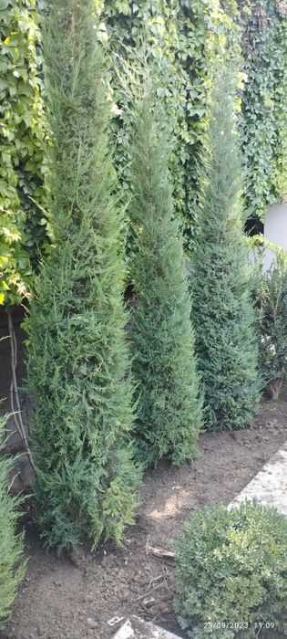 Marjvennik archalar sotiladi