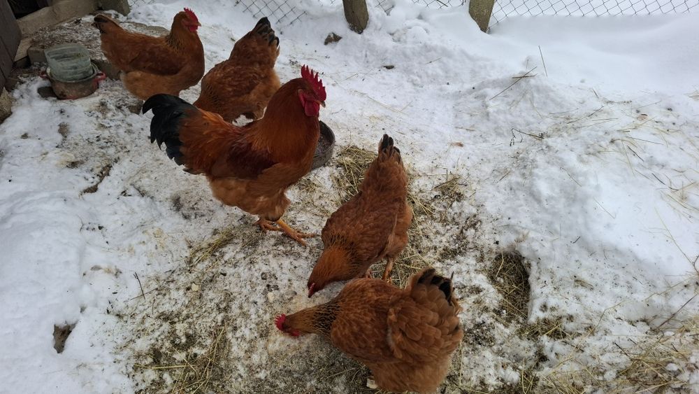 Oua si pui New Hampshire