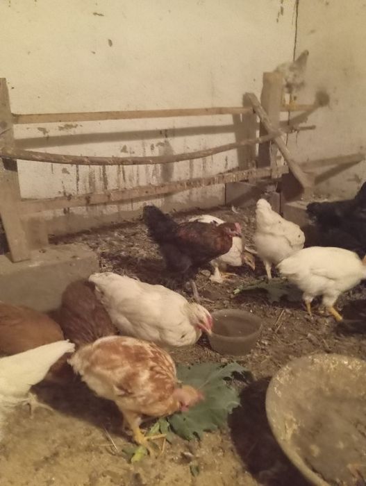 Үш айлық шөже қораздар