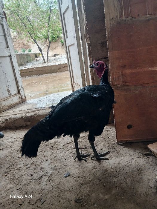 Сотилади Соглом йиб иши зур