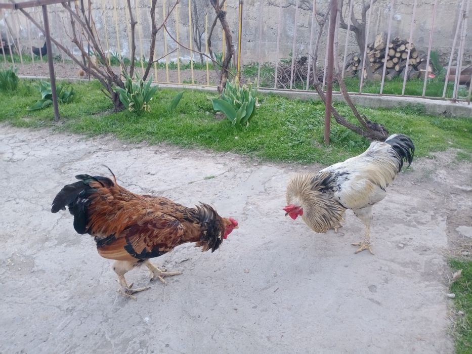 Пехут домашный 1,5год Активный