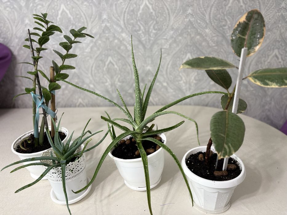 Комнатные цветы по 3000 тенге