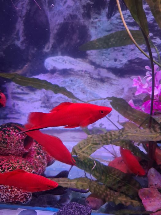 Продам взрослых мечаносцев