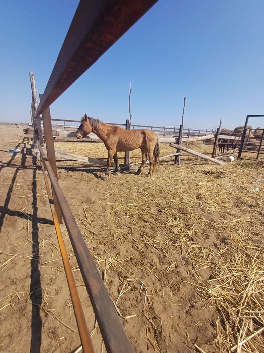 Жылқы Мұғалжар сатылады