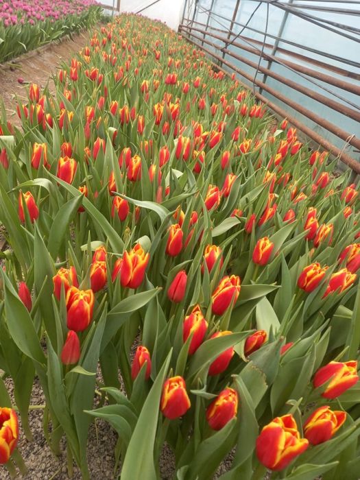 Тюльпаны предзаказ