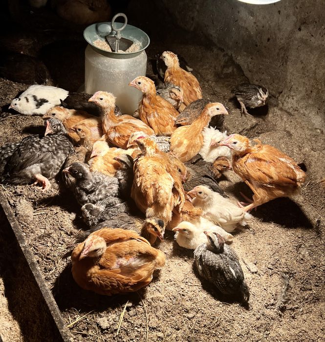 Пилета и пъдпъдъци на различна възраст