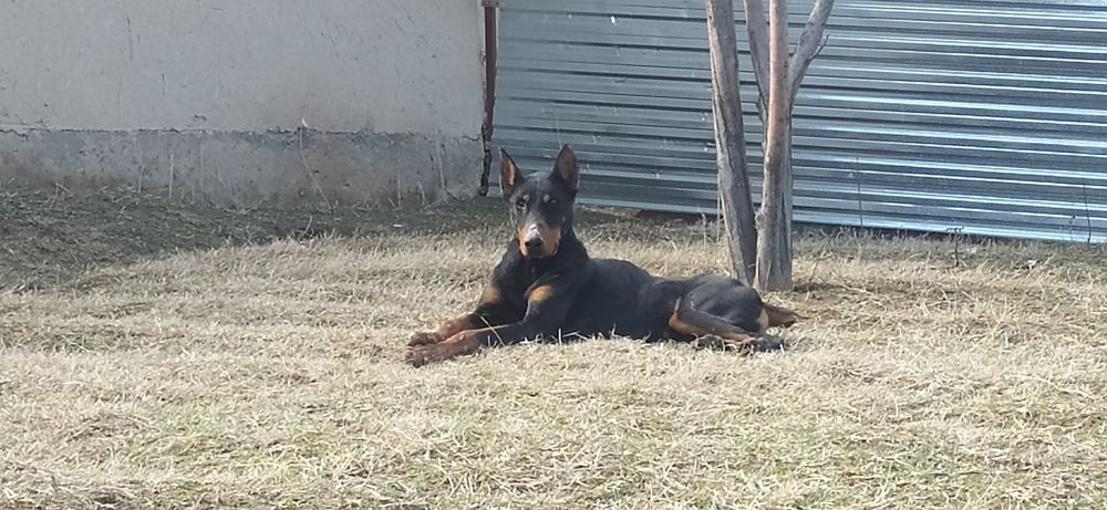 Doberman zotli it sotiladi