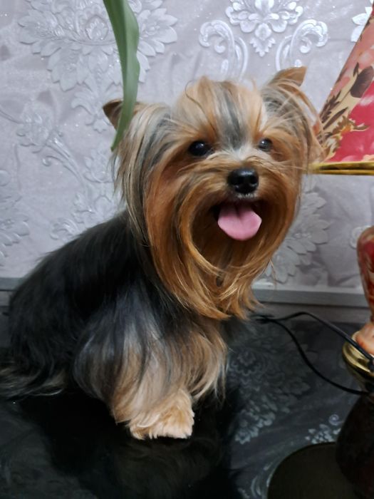 Вязка йоркширский терьер.