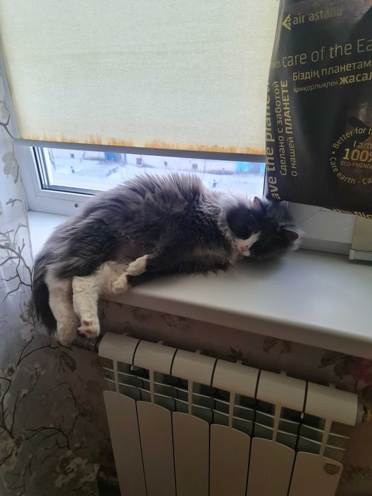 Кастрированный кот в добрые руки