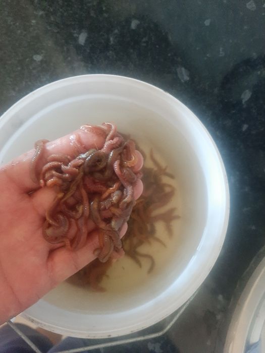 Морские крупные черви