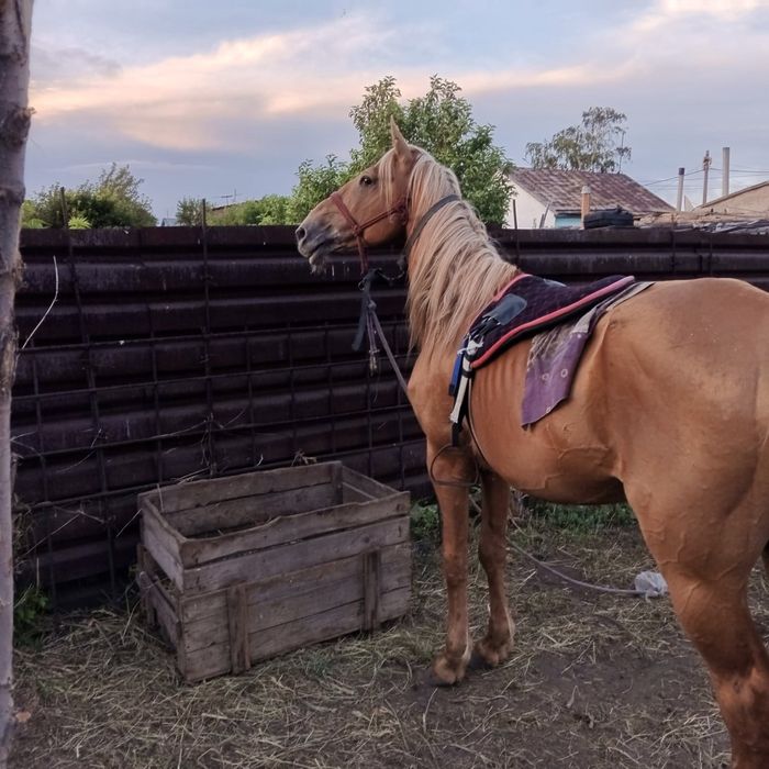 Айғыр сатылады Продаю