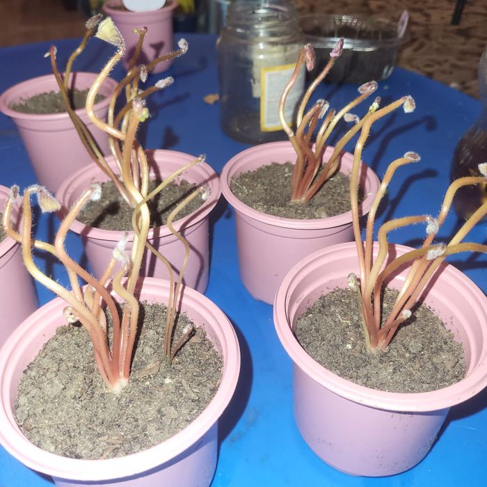 Комнатные растения