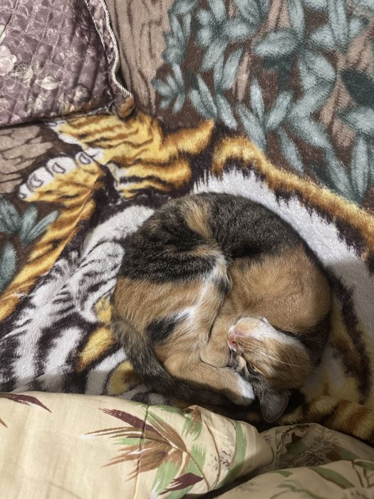 Кошка в добрые руки бесплатно