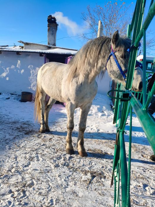 Продаётся жеребец 7 лет