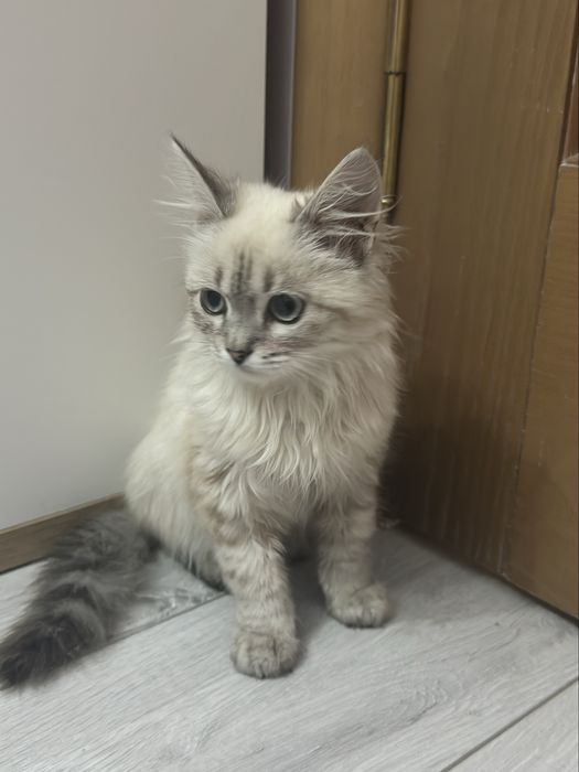 Отдам в добрые руки котёнка