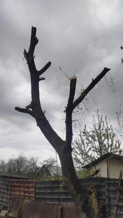 Ассалаумагалекум