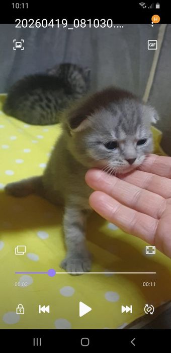 Шикарные чистокровные котята