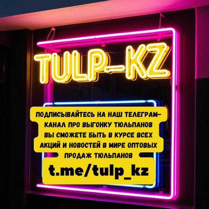 Тюльпаны оптом в Казахстане – большой выбор сортов