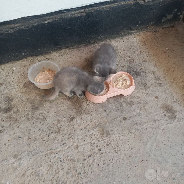 Отдам в хорошие руки