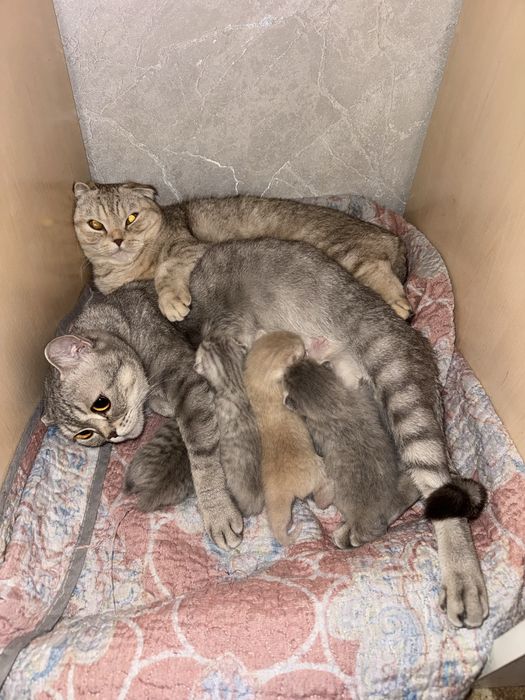 Шотландские котята бронь