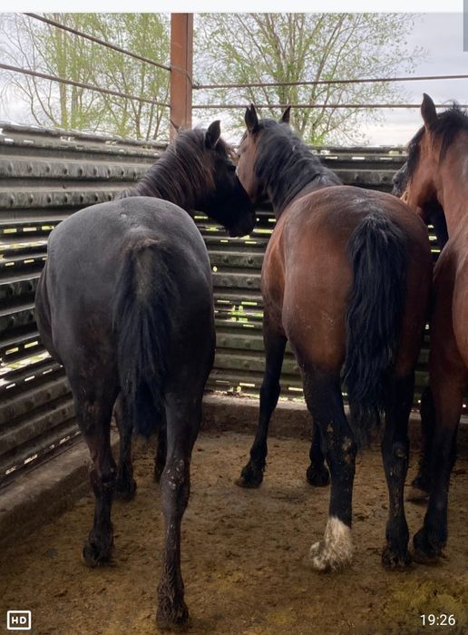 Семіз байланган Биелер  сатылады , Жирные с откорма Кобылы .