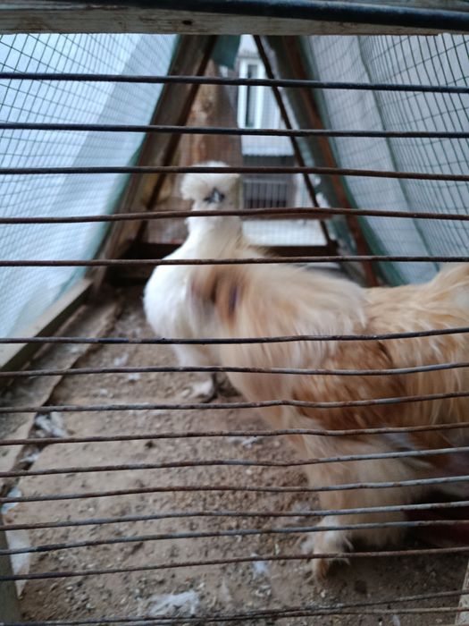 Yapon paroda  1 para