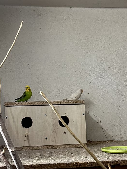 Волнистые попугай