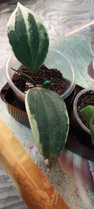 Продам цветок хойя