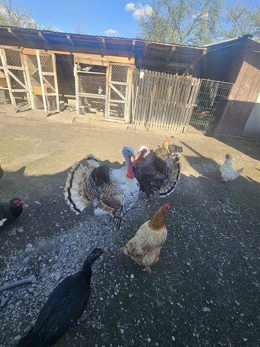 Curcani de tara crescuți natural