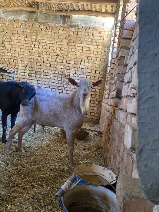 Такала занин.