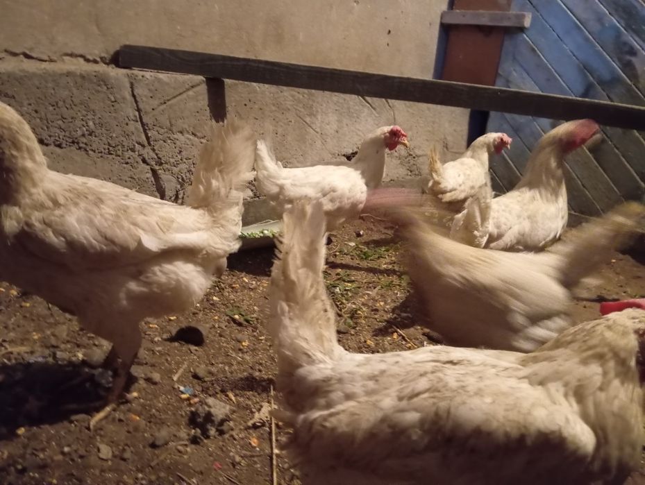 Курицы нисушки хорошие