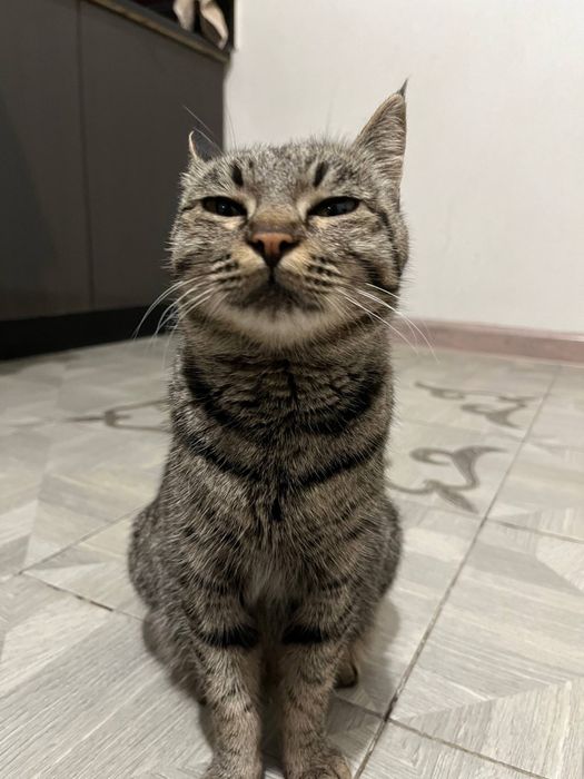 Отдам кошечку в добрые руки