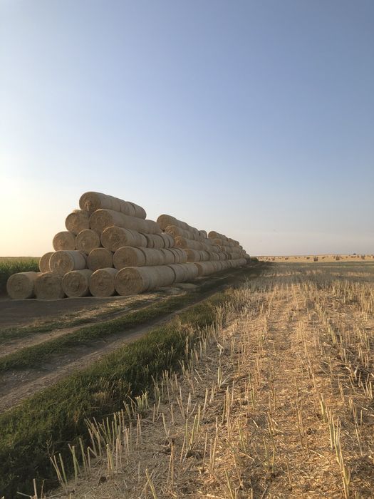 Vand 1000 baloti paie 120X120