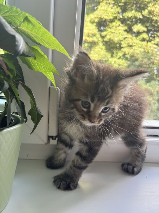 Baietel MAINE COON disponibil