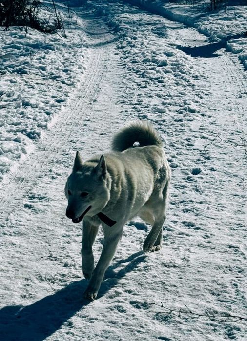 Отдам лайку в добрые руки