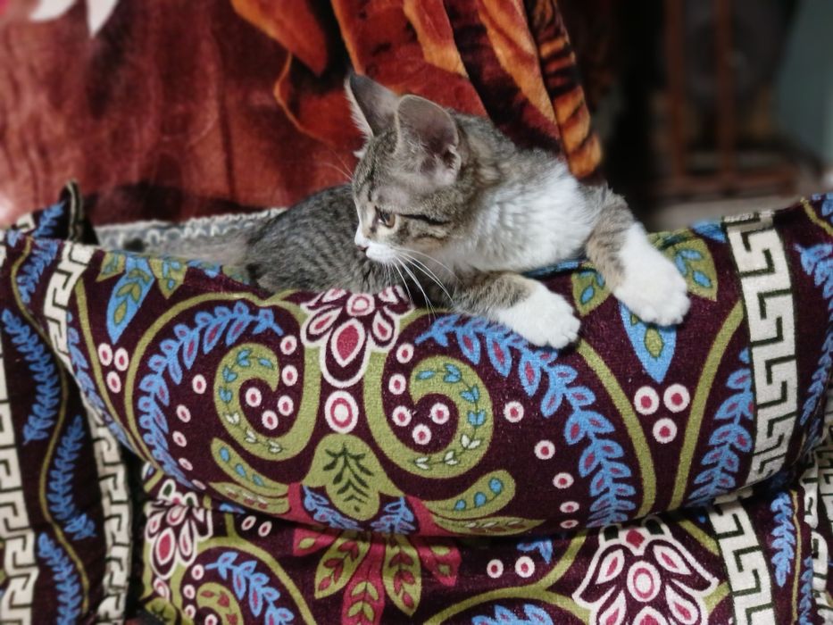 Mushuk ayol 4 oylik uy mushugi