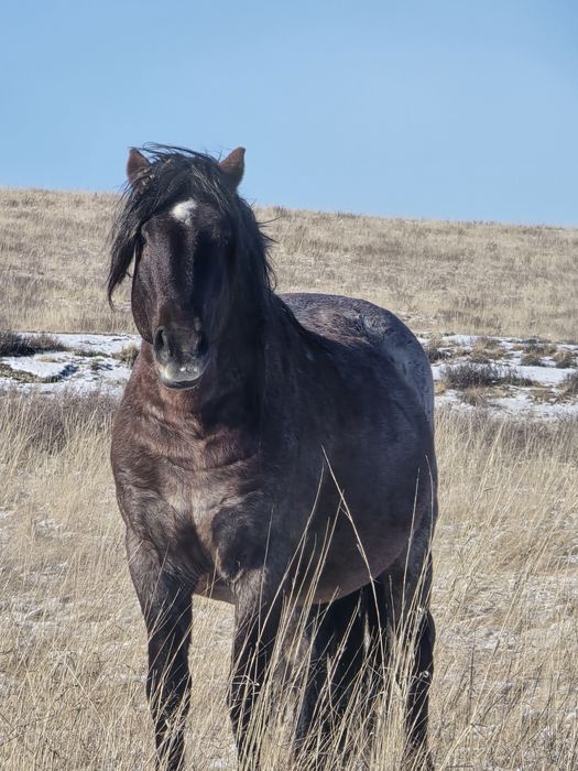 Продается жеребеца