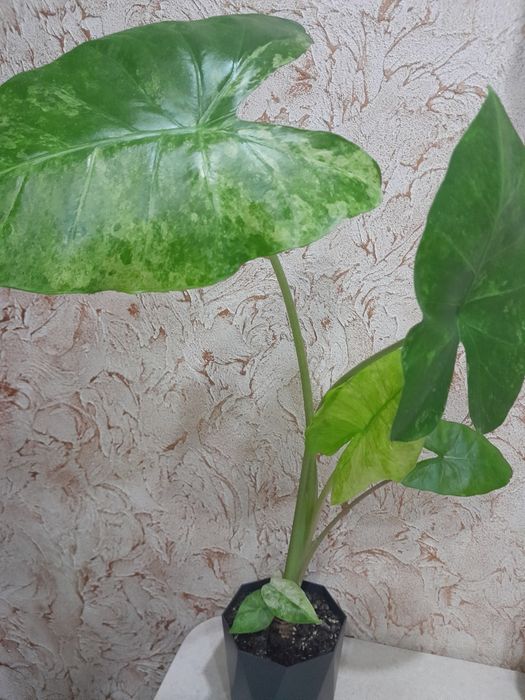 Продам комнатные цветы