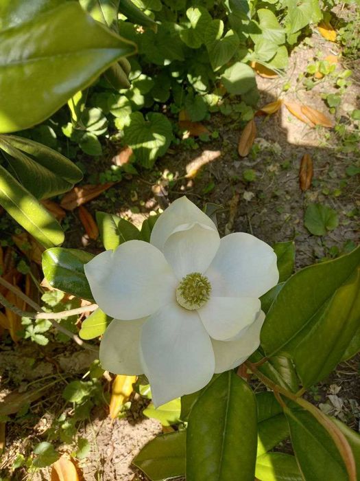 Продаётся Магнолия высота 4-5 метр