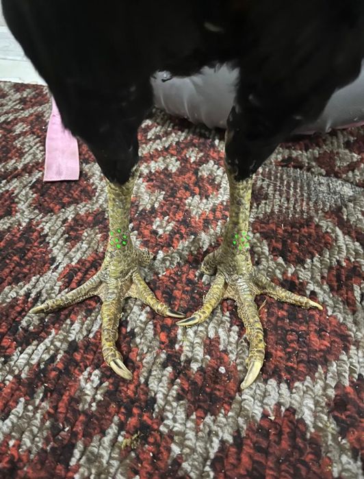 Чистоган даканка на продажу