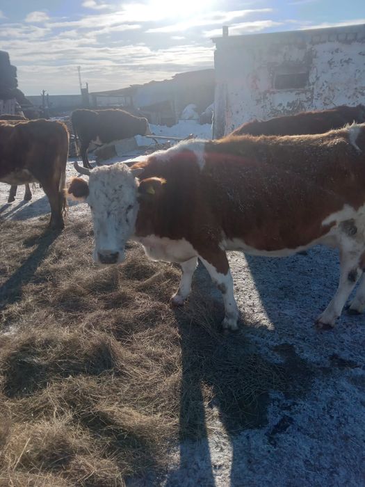 Семейде 40 шақырым қысыр сиыр