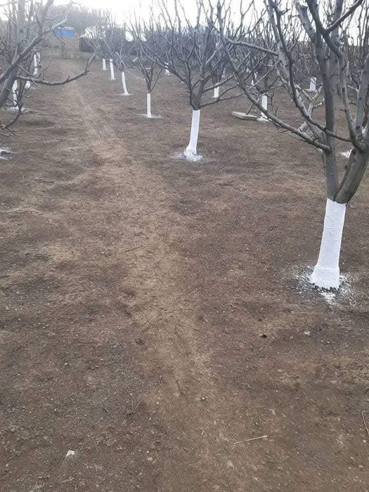 Var bulgăre de vânzare