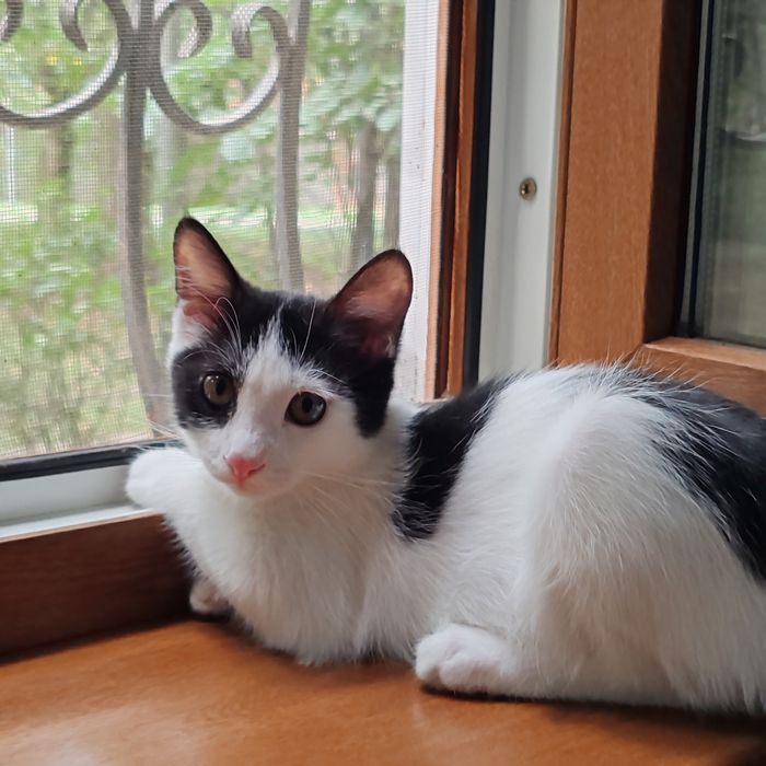 Отдам котёнка 4 месяца