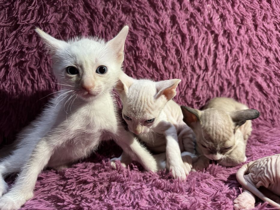 котята сфинксы 3