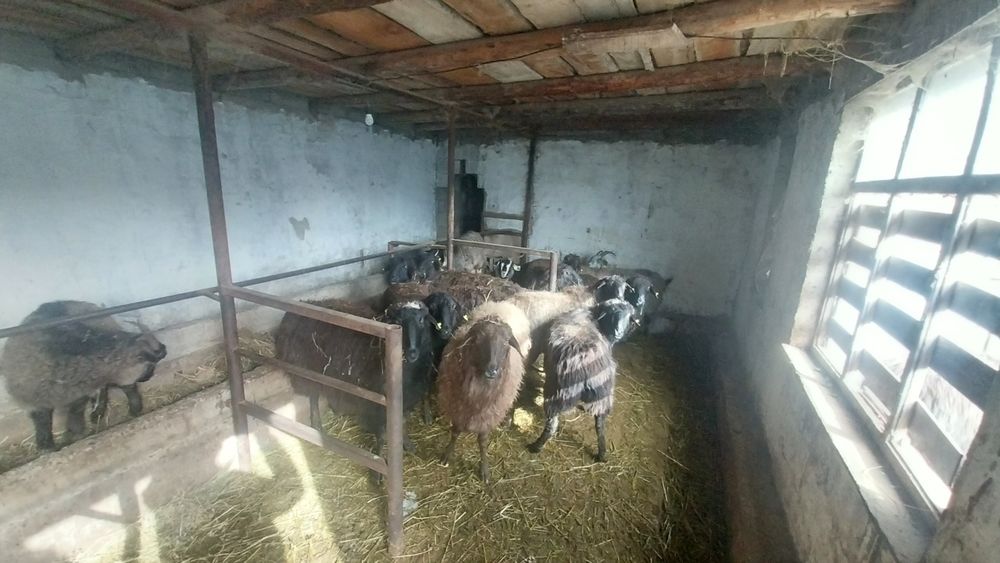 Қой сатылады семіз