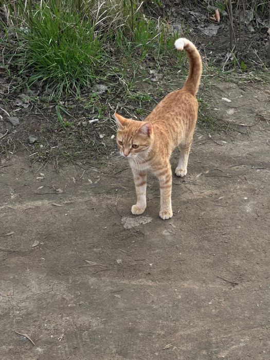 Кошка с 3 котятами