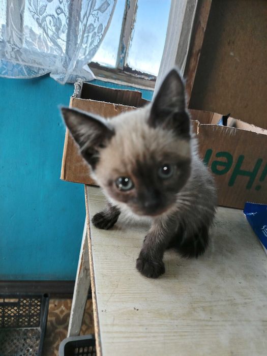 Котёнок в добрые руки