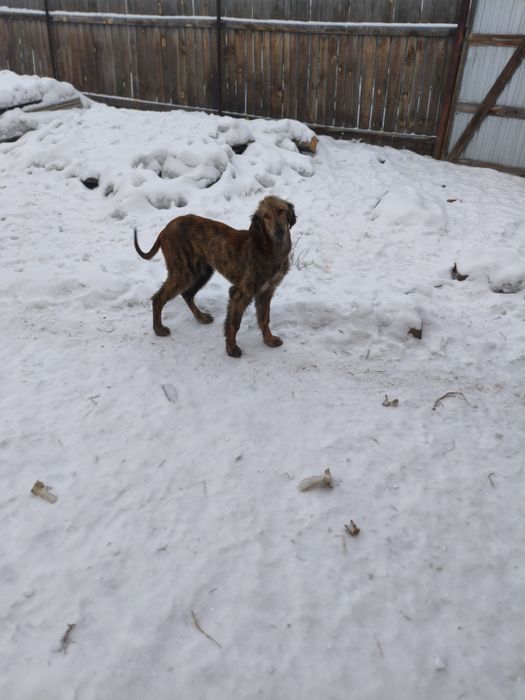 Сабака породы Тазы